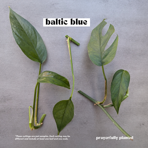 Fresh Baltic Blue Pothos cuttings with deep green leaves and nodes