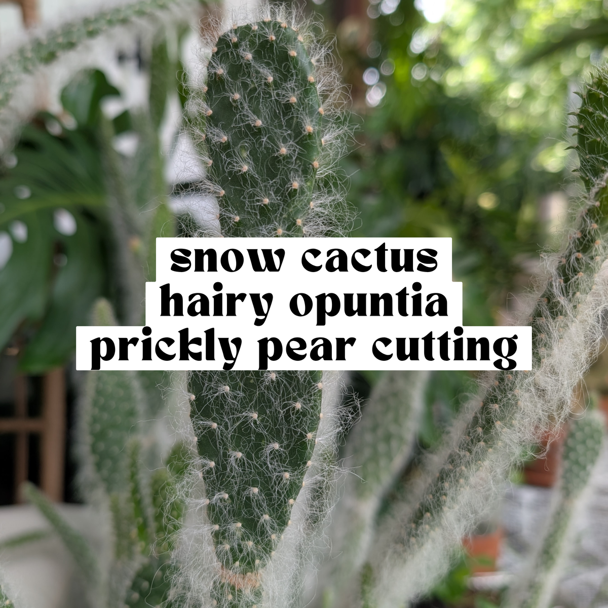 Snow Cactus Hairy Opuntia cutting with green pad and soft white fuzzy spines