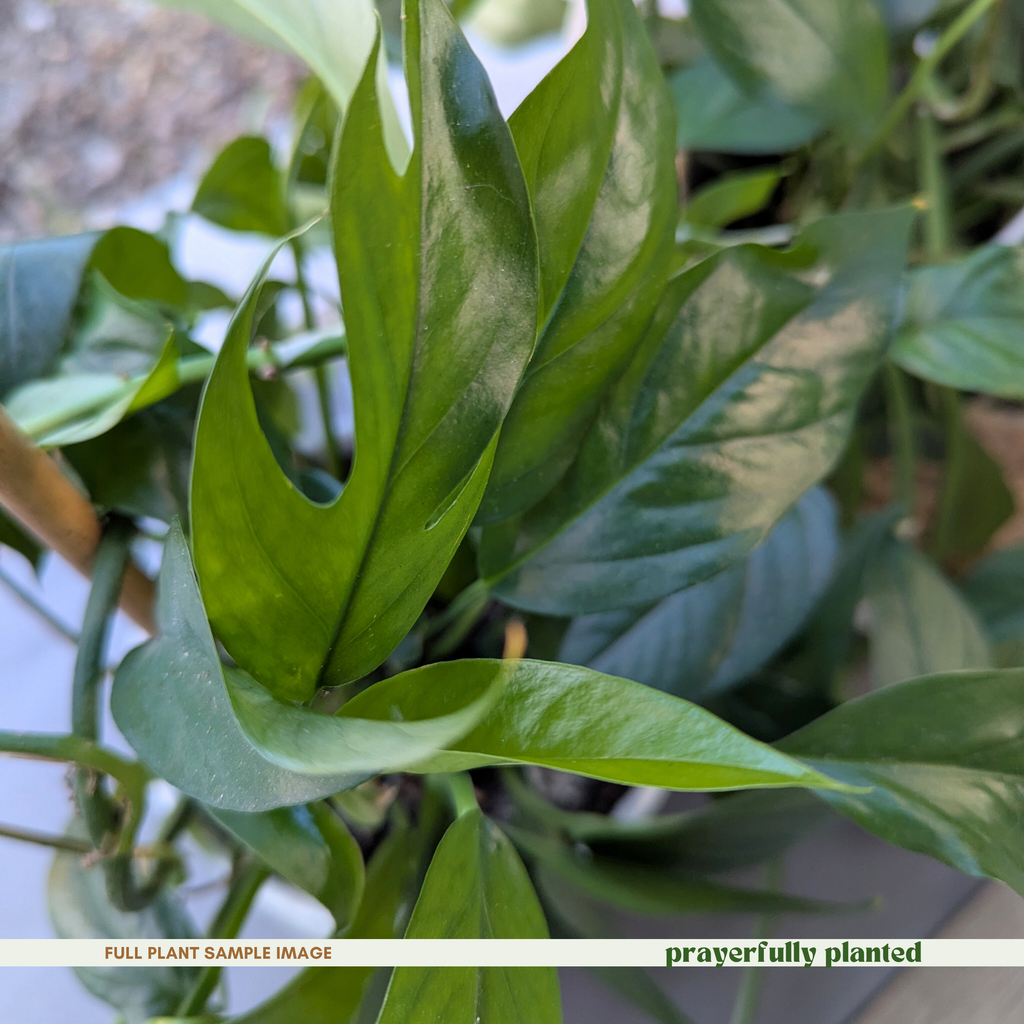 Mature Baltic Blue Pothos houseplant with climbing blue-green vines and fenestrated leaves
