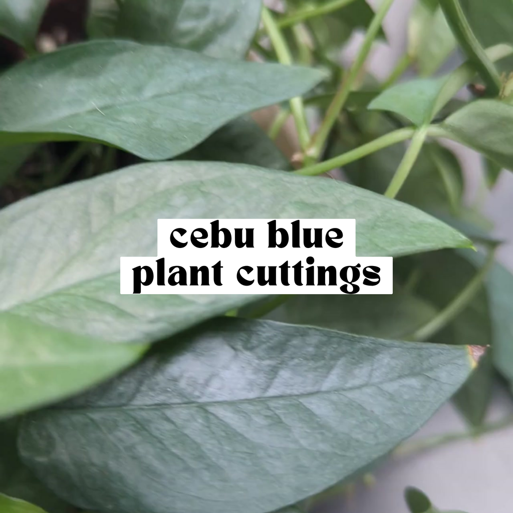 Close-up of Cebu Blue pothos leaf showing silvery blue green color