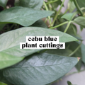 Close-up of Cebu Blue pothos leaf showing silvery blue green color