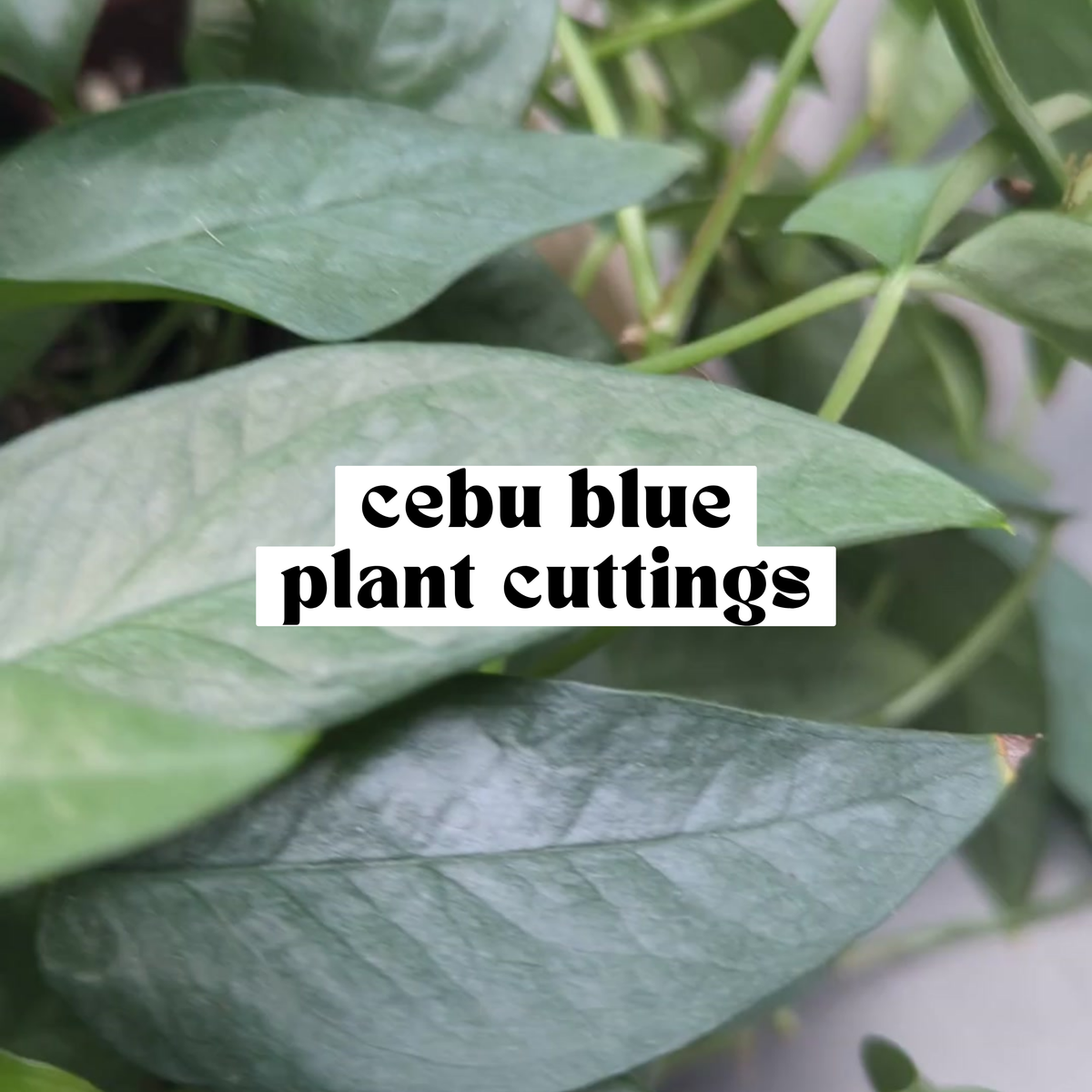 Close-up of Cebu Blue pothos leaf showing silvery blue green color