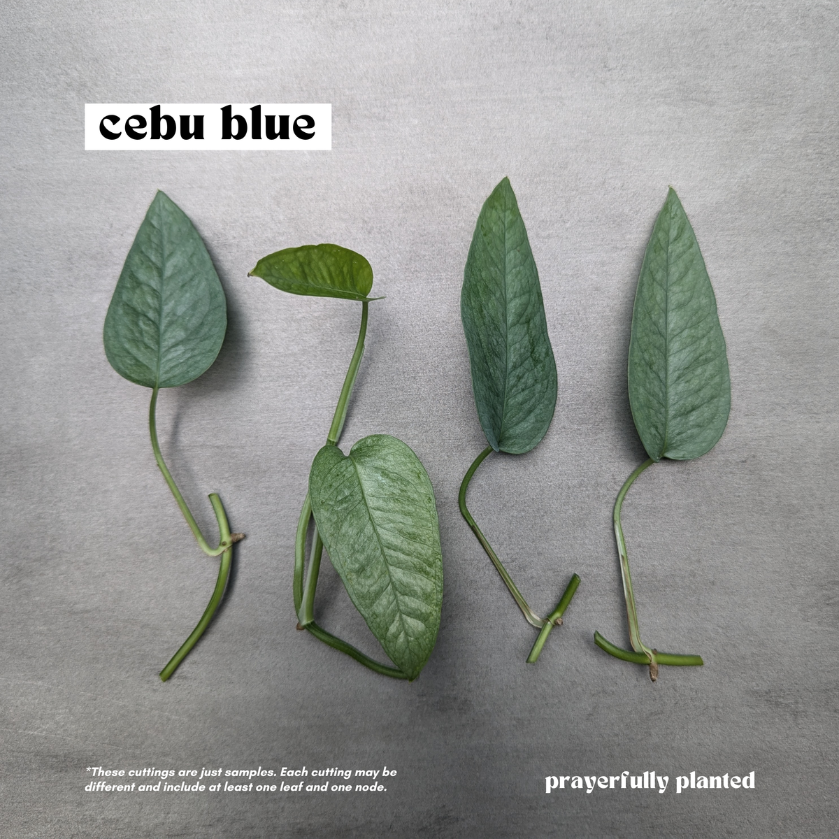 Fresh Cebu Blue pothos cuttings with nodes and leaves for propagation