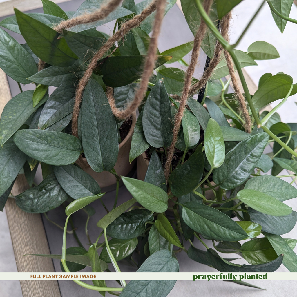 Mature Cebu Blue pothos houseplant with trailing blue green foliage