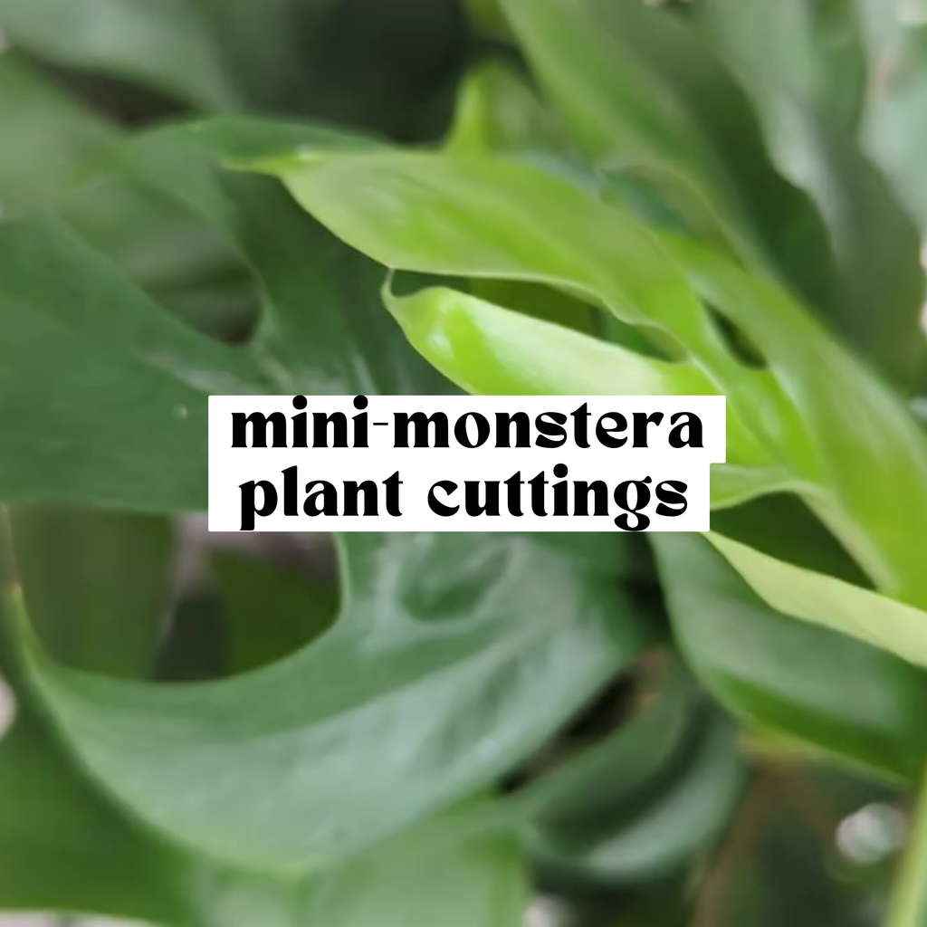 Mini Monstera Rhaphidophora tetrasperma live cutting with green fenestrated leaves