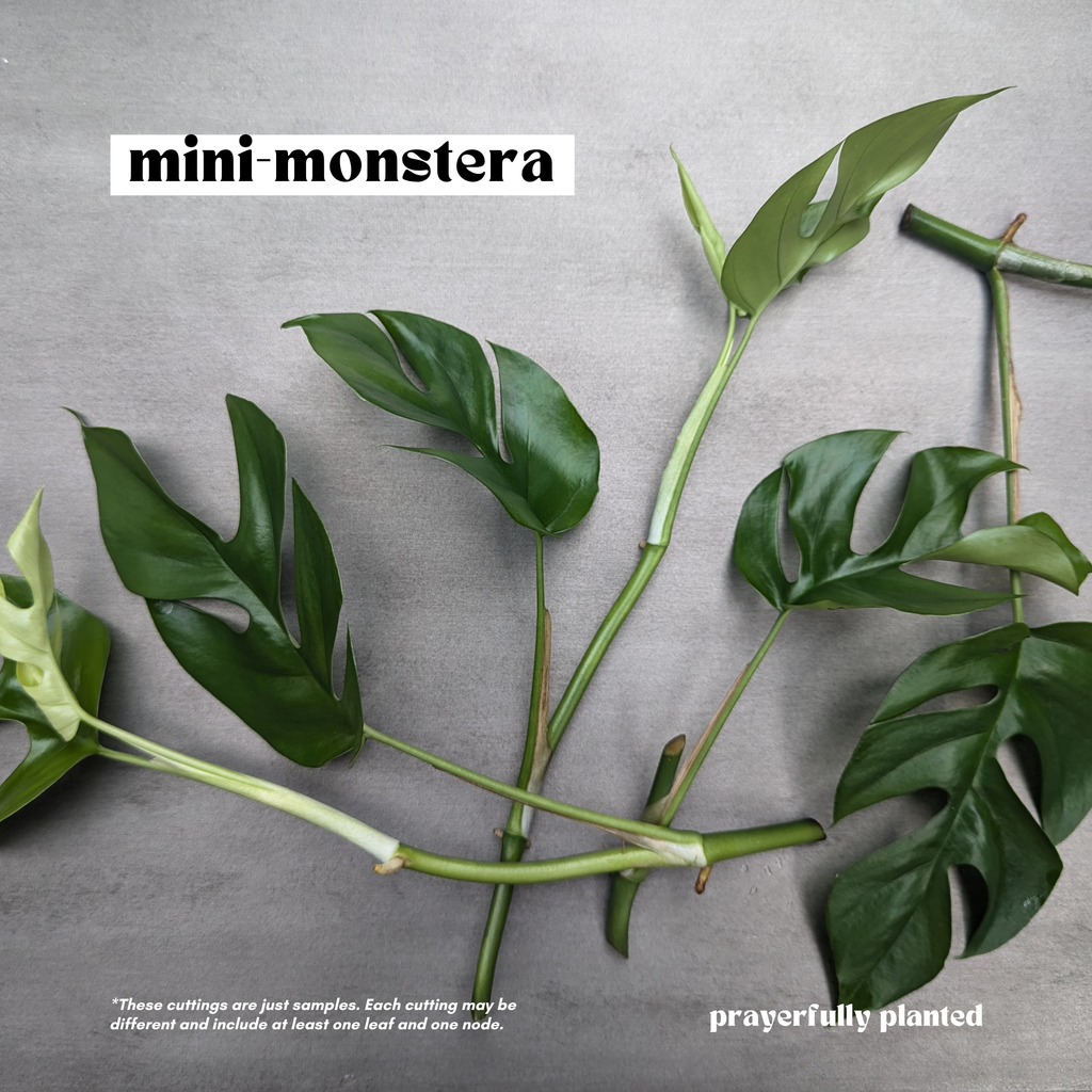 Fresh Mini Monstera Rhaphidophora tetrasperma cuttings ready for propagation