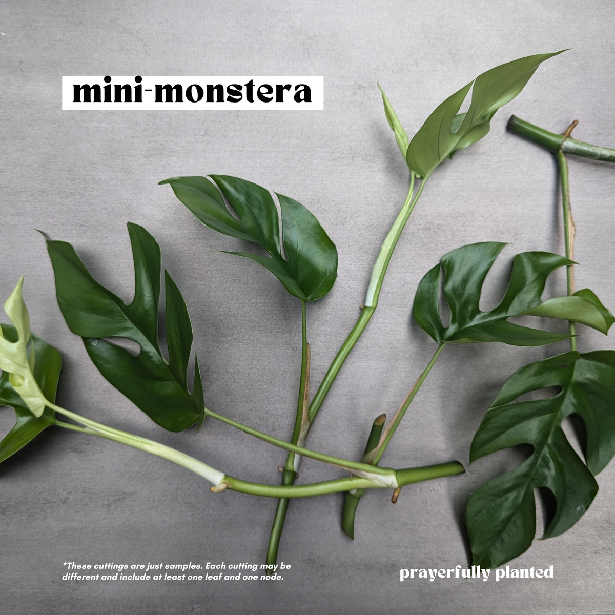 Fresh Mini Monstera Rhaphidophora tetrasperma cuttings ready for propagation