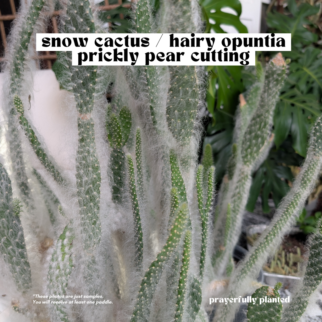 Fuzzy prickly pear Snow Cactus cutting for propagation