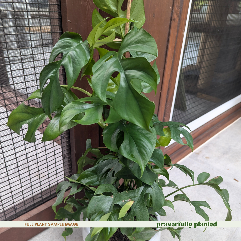 Mature Rhaphidophora tetrasperma Mini Monstera houseplant with climbing green vines