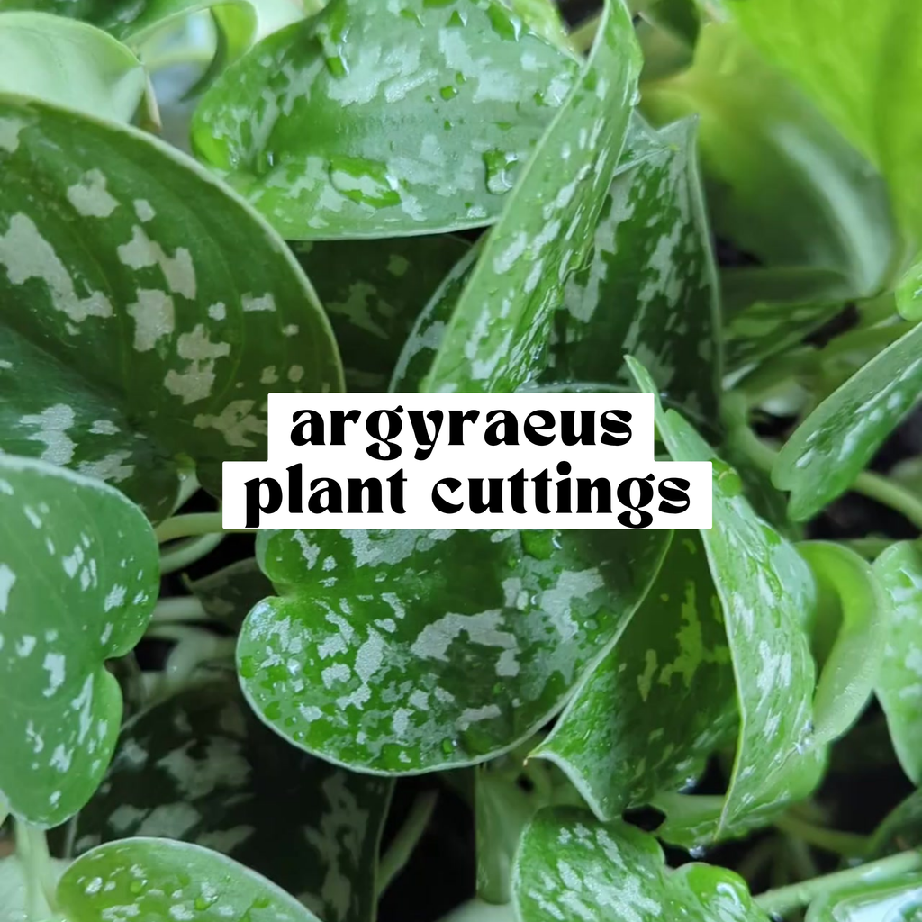 Argyraeus Scindapsus live cutting with green heart-shaped leaves and silver spotting