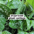 Argyraeus Scindapsus live cutting with green heart-shaped leaves and silver spotting