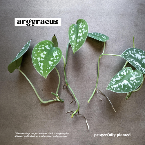 Fresh Argyraeus Scindapsus cuttings with green leaves and silver markings