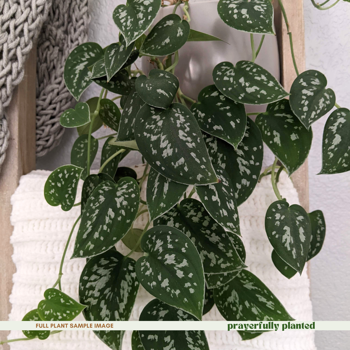Mature Argyraeus Scindapsus houseplant with trailing silver spotted vines