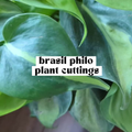 Brasil Philodendron live cutting with green and yellow variegated heart-shaped leaves