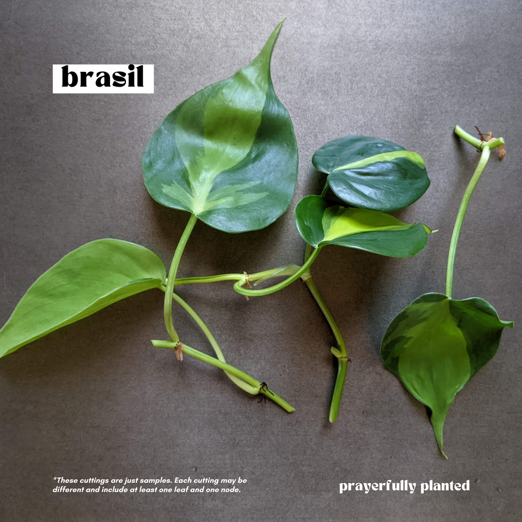 Fresh Brasil Philodendron cuttings with green and yellow variegated leaves for propagation