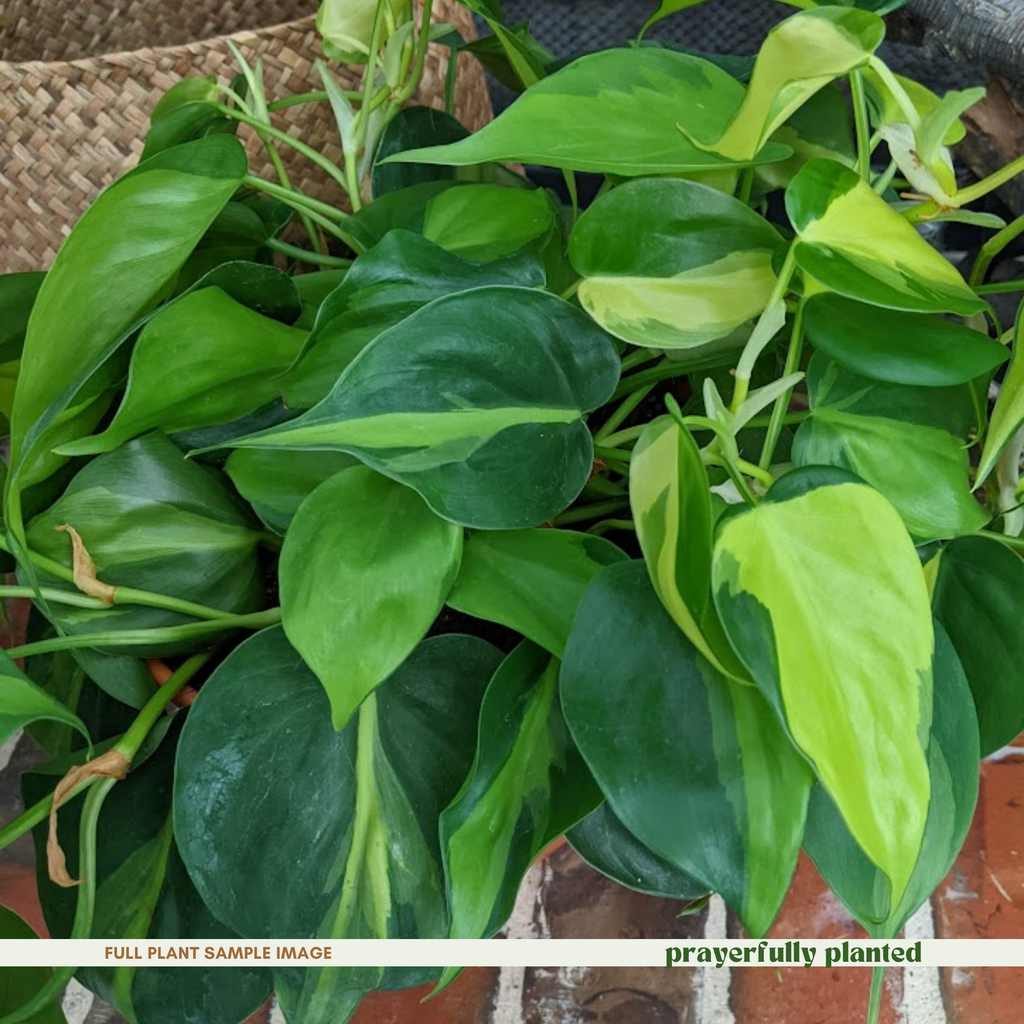 Mature Brasil Philodendron houseplant with trailing green and yellow variegated vines