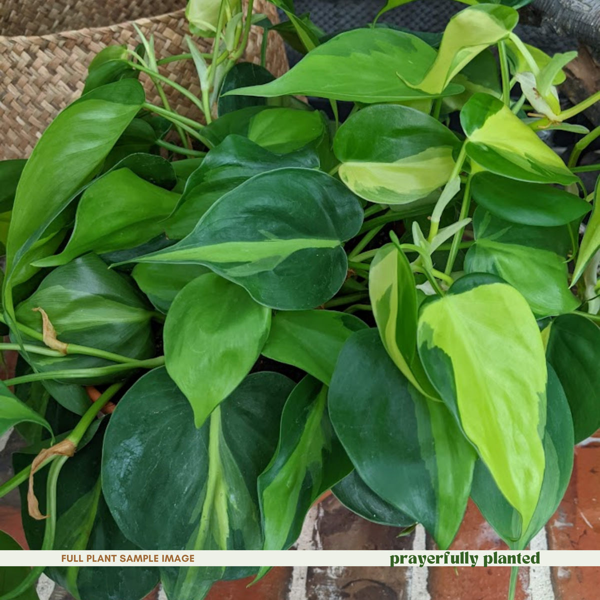 Mature Brasil Philodendron houseplant with trailing green and yellow variegated vines