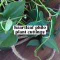 Heartleaf Philodendron live cutting with glossy green heart-shaped leaves