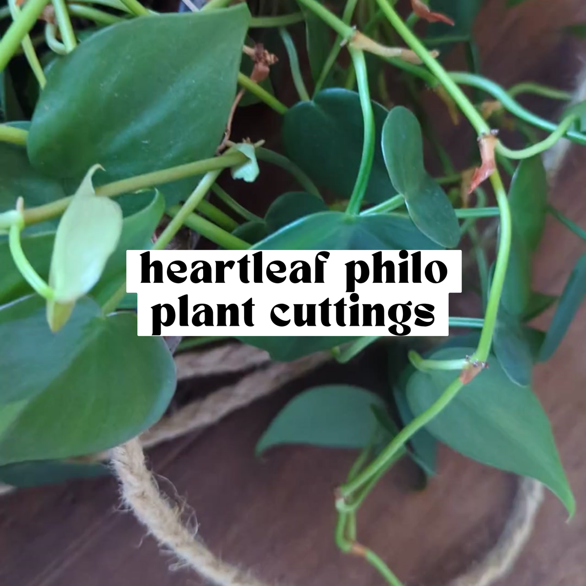 Heartleaf Philodendron live cutting with glossy green heart-shaped leaves