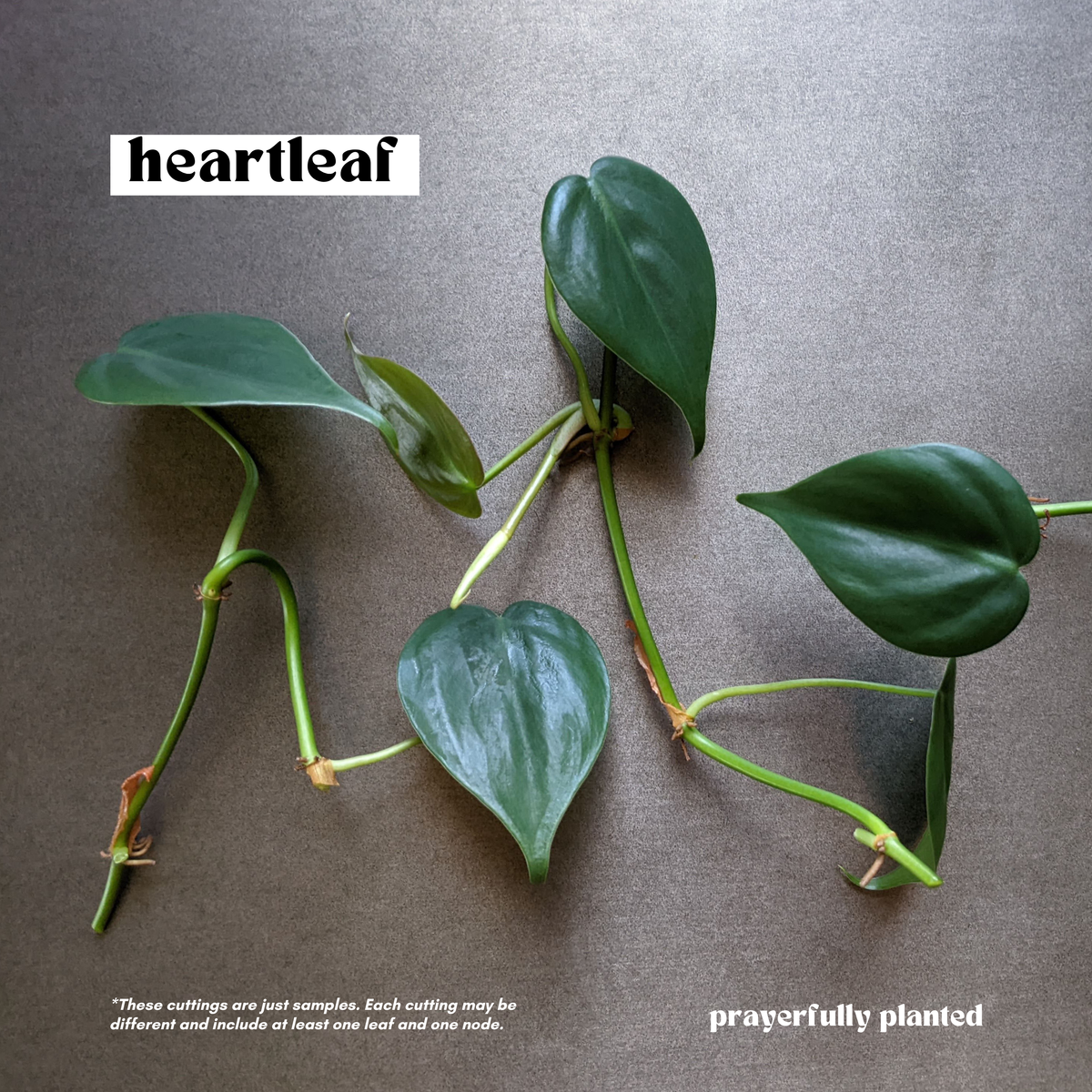 Fresh Heartleaf Philodendron cuttings with green leaves and nodes for propagation