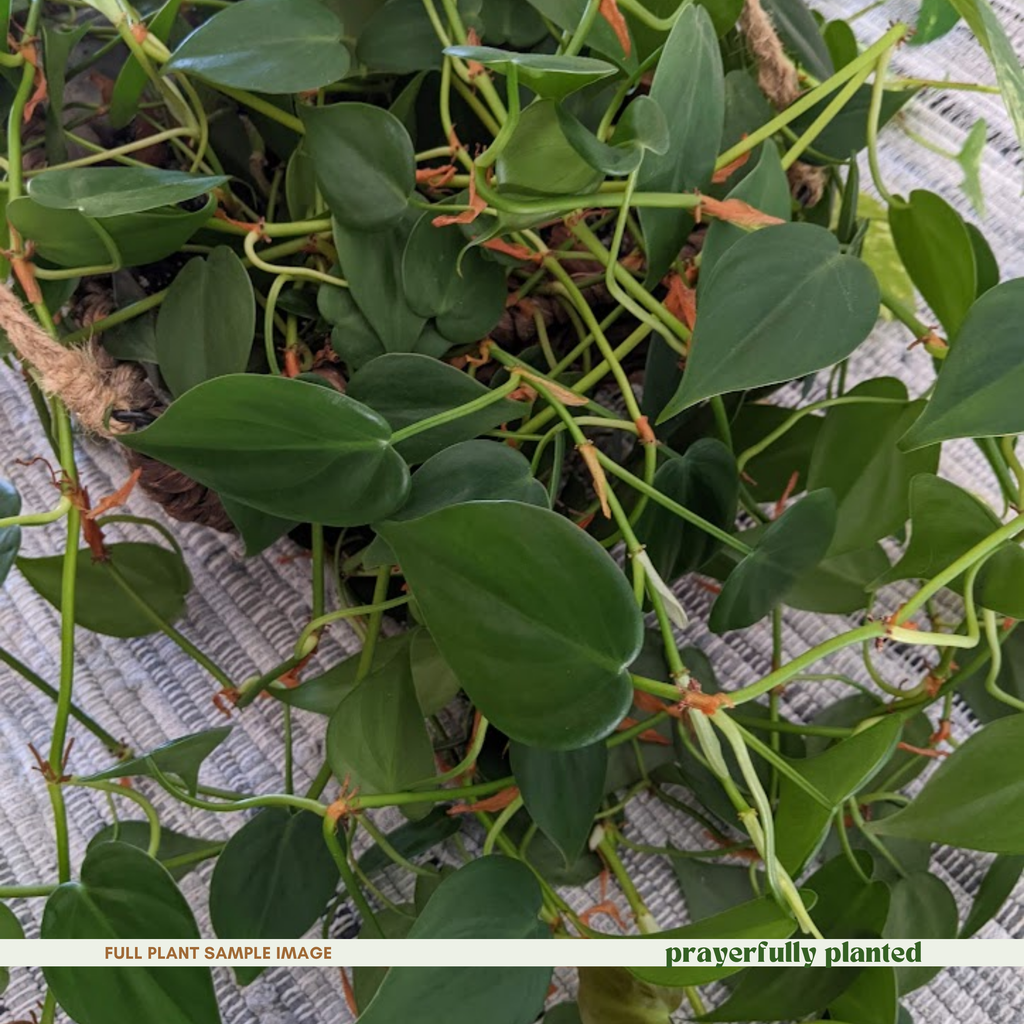 Mature Heartleaf Philodendron houseplant with trailing green vines