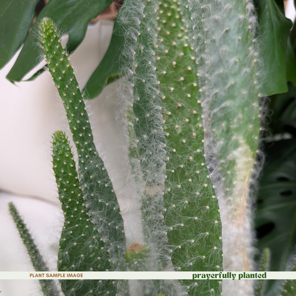 Close-up of Snow Cactus white fuzzy hairs and green cactus pad