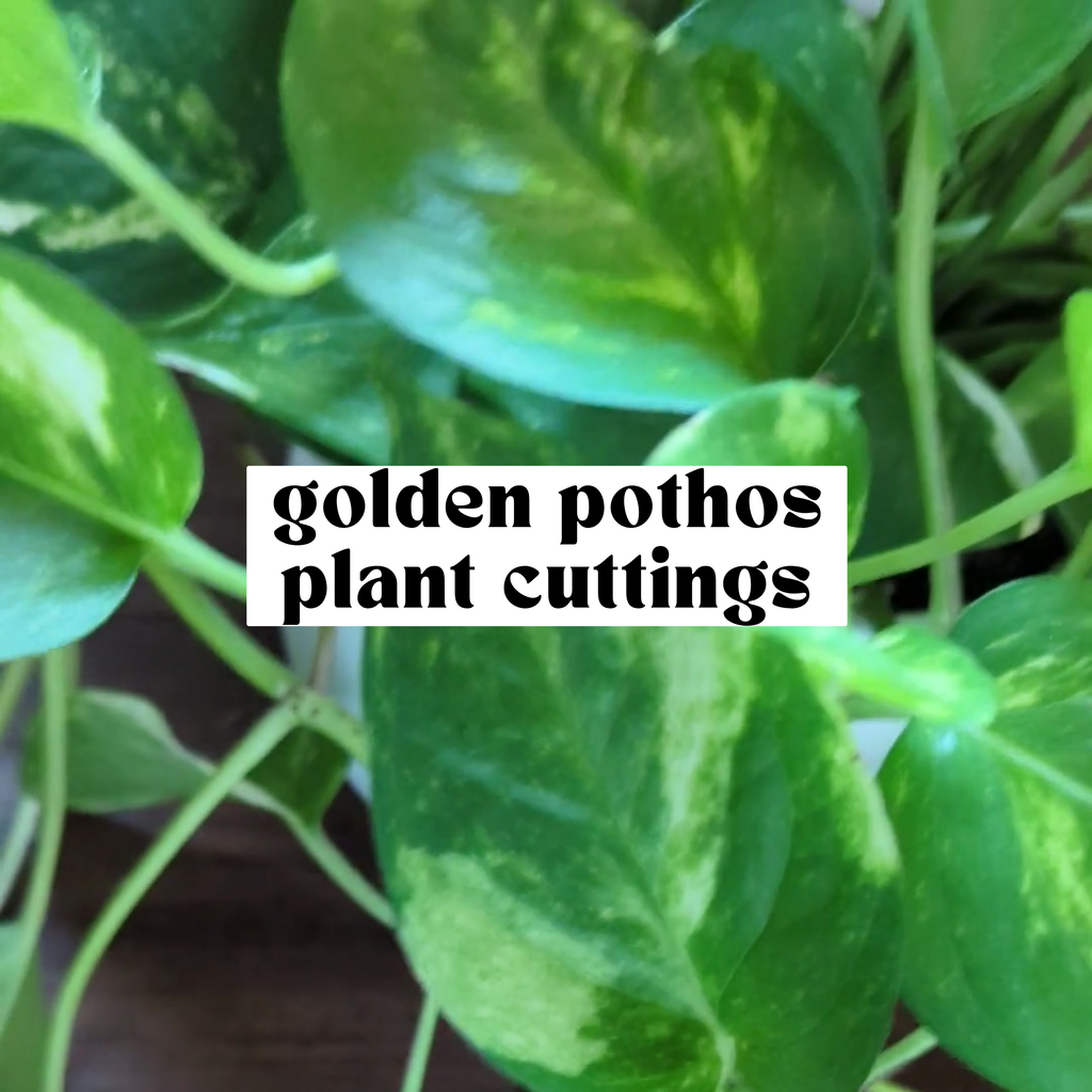 Close-up of Golden pothos leaf showing white and yellow variegation