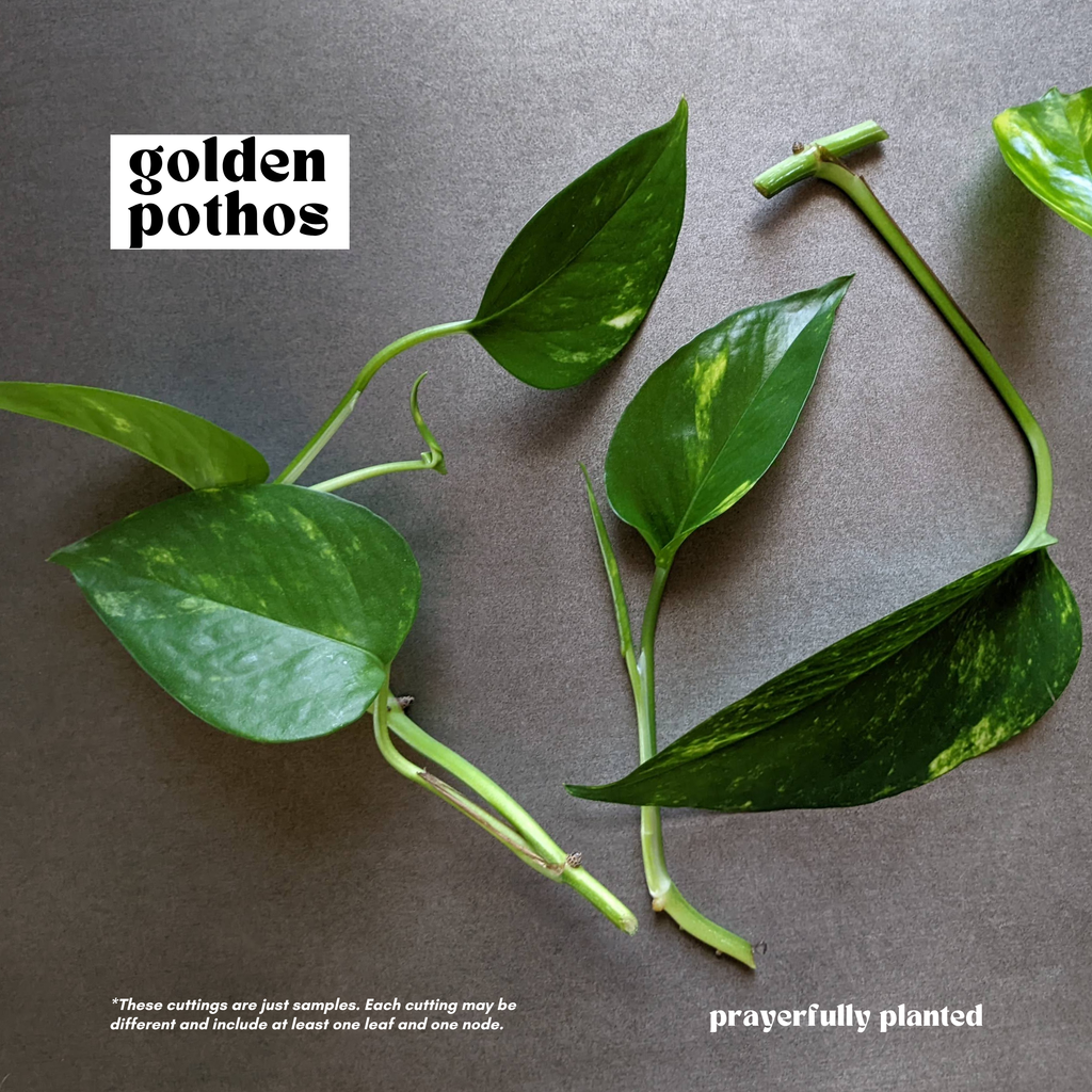 Fresh golden pothos cuttings ready for propagation