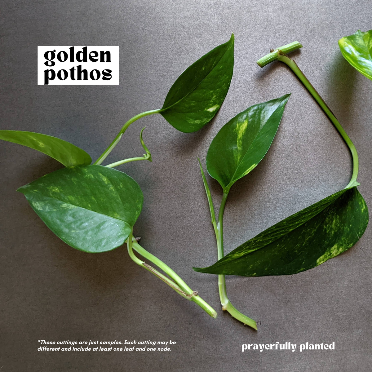 Fresh golden pothos cuttings ready for propagation