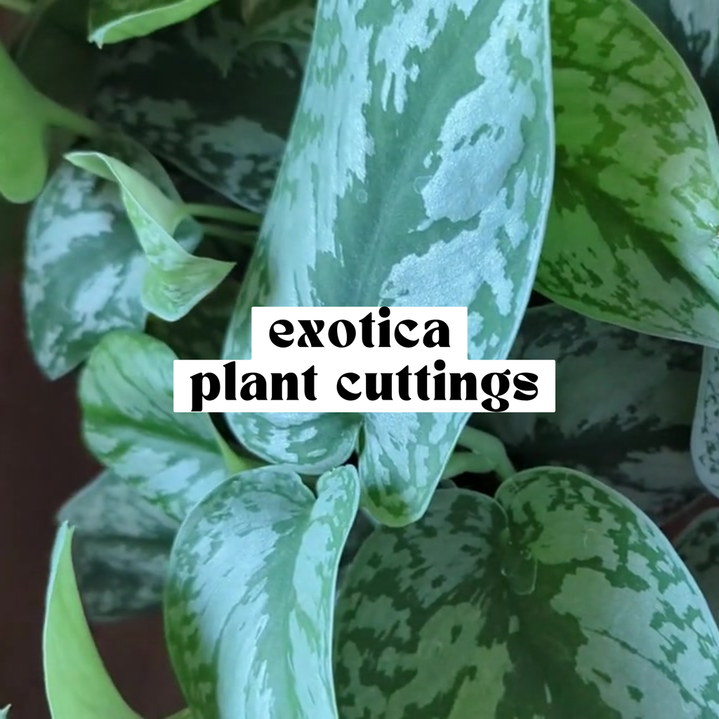 Exotica Scindapsus live cutting with large green leaves and silver variegation