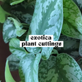 Exotica Scindapsus live cutting with large green leaves and silver variegation