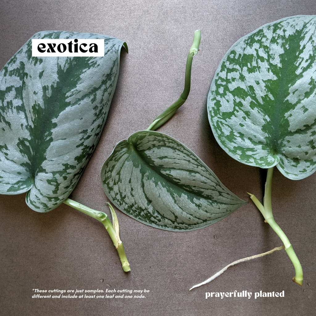 Fresh Exotica Scindapsus cuttings with large silver patterned green leaves