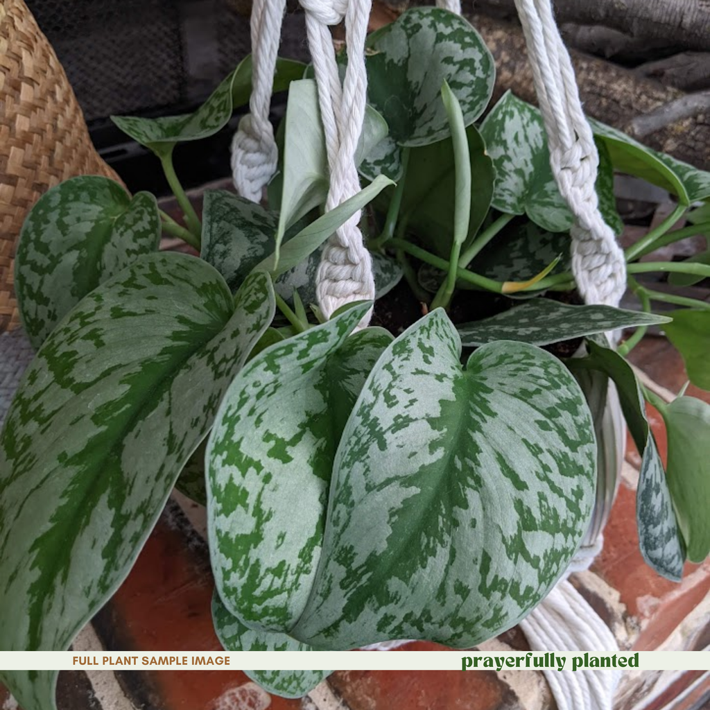Mature Exotica Scindapsus houseplant with trailing silver variegated vines