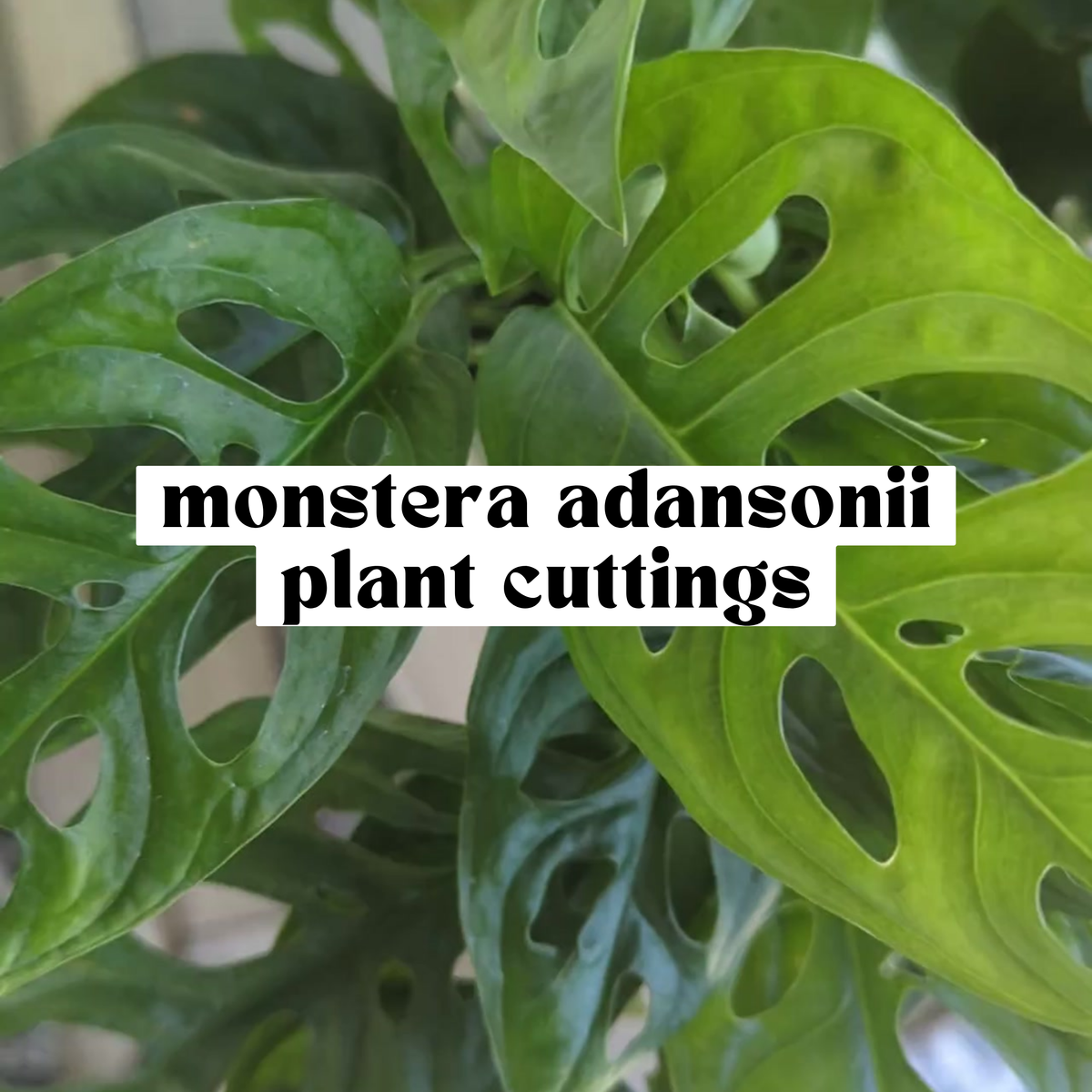 Monstera adansonii Swiss Cheese Plant live cutting with naturally fenestrated green leaves