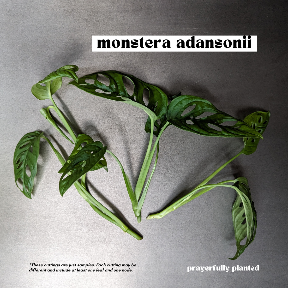 Fresh Monstera adansonii Swiss Cheese Plant cuttings ready for propagation