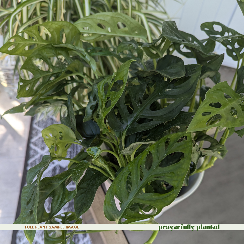 Mature Monstera adansonii Swiss Cheese Plant with climbing and trailing green vines