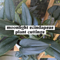Moonlight Scindapsus live cutting with thick silvery green leaves