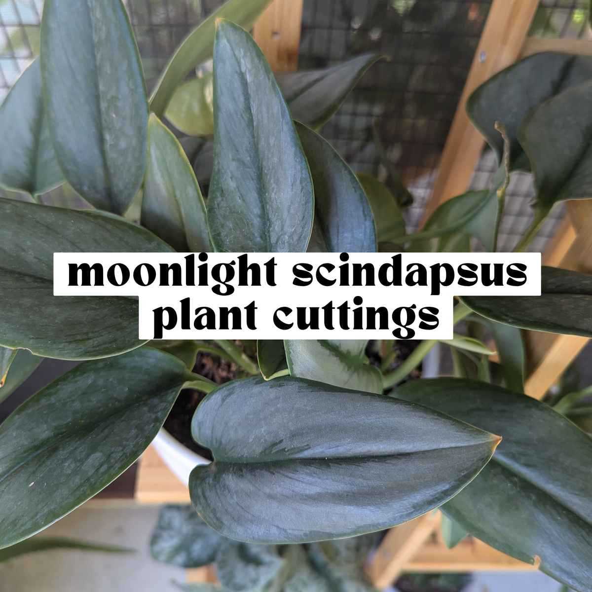 Moonlight Scindapsus live cutting with thick silvery green leaves