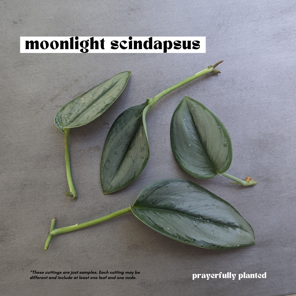 Fresh Moonlight Scindapsus cuttings with silvery green leaves and nodes