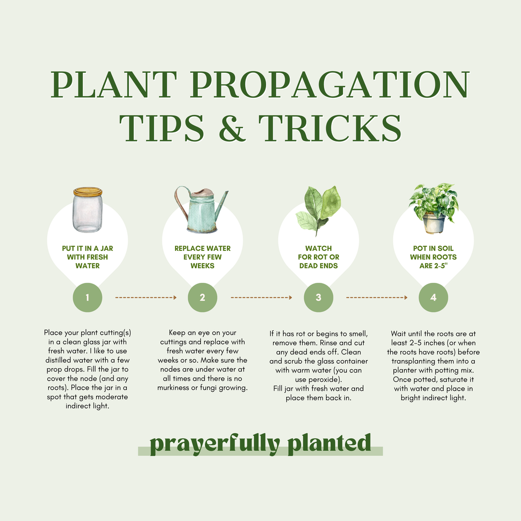 Plant cutting propagation guide showing how to root cuttings in water and transfer them to soil