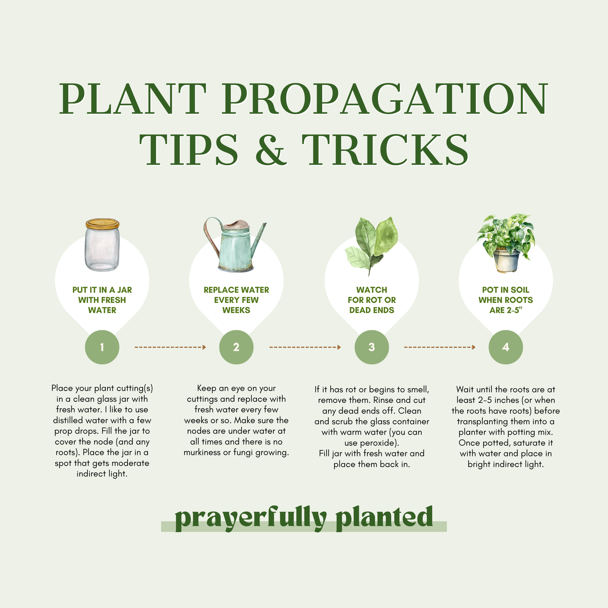 Plant cutting propagation guide showing how to root cuttings in water and transfer them to soil