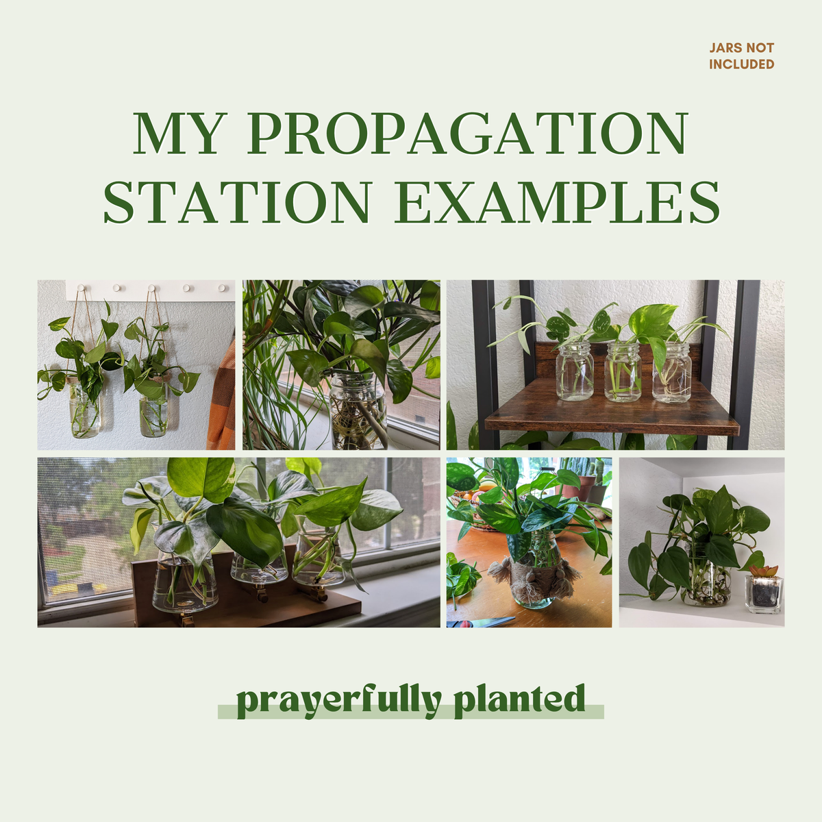 Plant cutting propagation station examples with pothos cuttings rooting in water-filled glass jars
