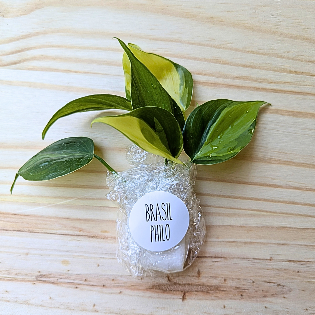 Fresh Brasil Philodendron cuttings wrapped for shipping with labeled protective packaging on a light wood background