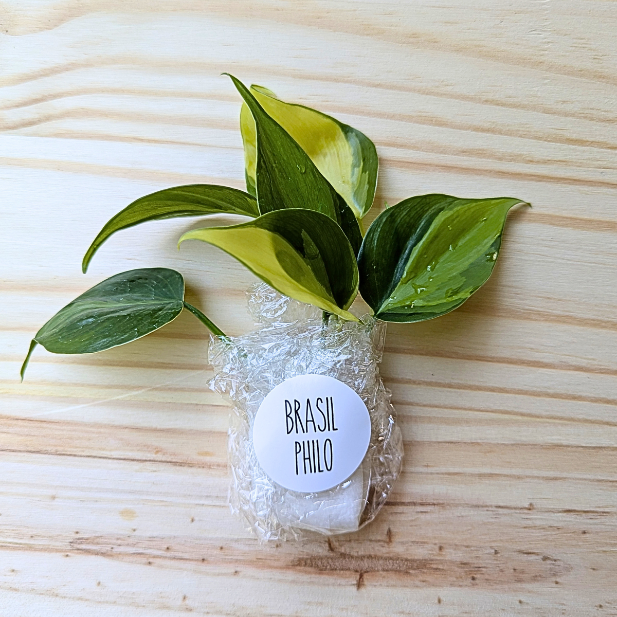 Fresh Brasil Philodendron cuttings wrapped for shipping with labeled protective packaging on a light wood background