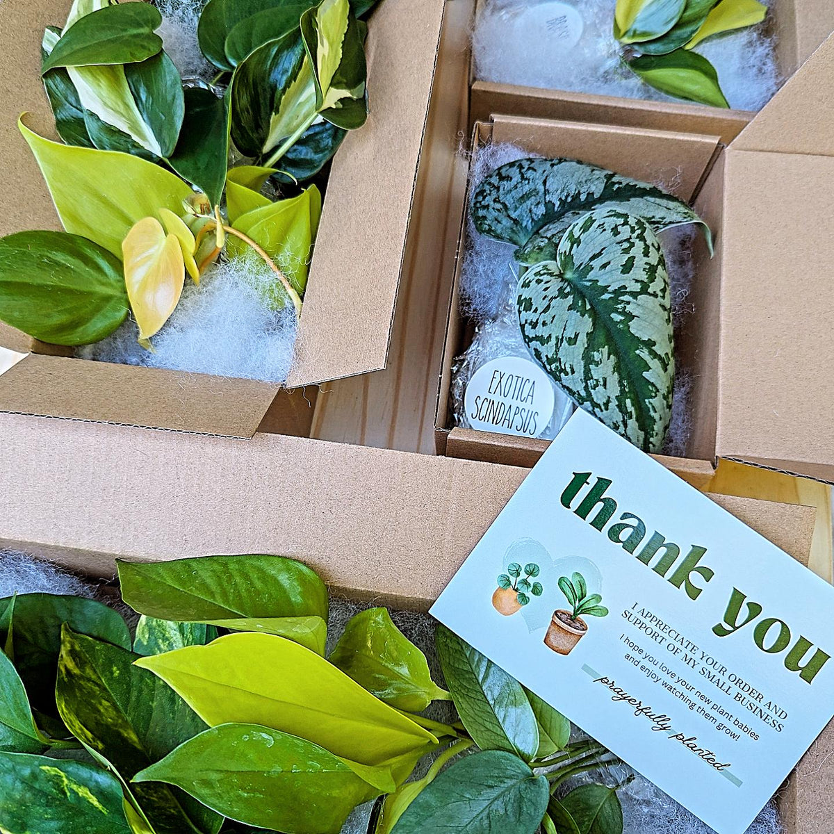 Prayerfully Planted sample packaging order showing plant cuttings carefully packed in a kraft box with protective filler, thank you card, and stickers