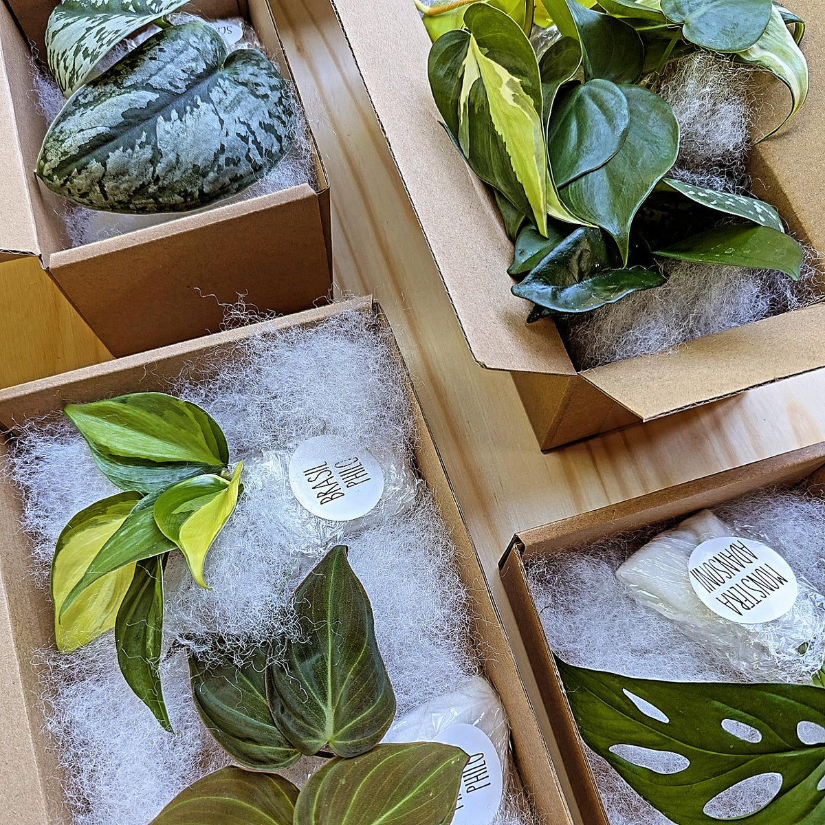 Sample live plant cutting order from Prayerfully Planted packaged in a kraft mailer with protective filler, thank you card, and plant stickers