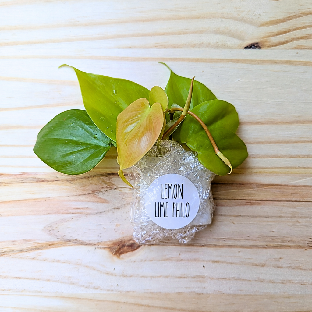 Fresh Lemon Lime Philodendron cuttings wrapped for shipping with a labeled protective package on a light wood background