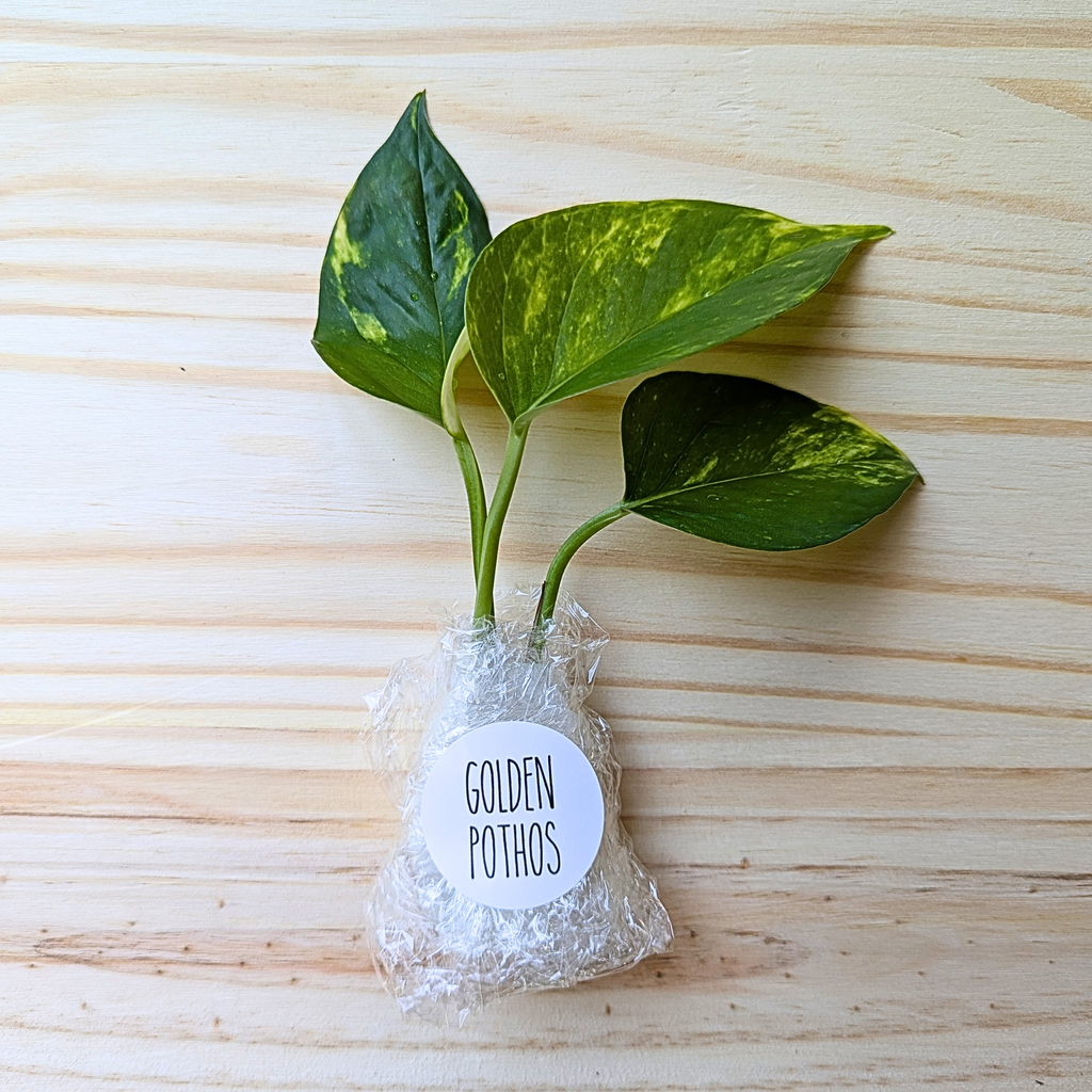 A small potted Golden Pothos plant with variegated green and yellow leaves, wrapped in clear bubble wrap with a white circular label that reads 'GOLDEN POTHOS', placed on a light wood surface.