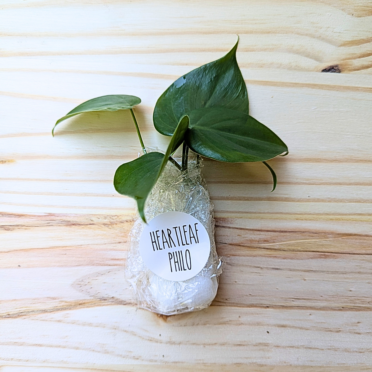 Fresh Heartleaf Philodendron cuttings wrapped for shipping with labeled protective packaging on a light wood background