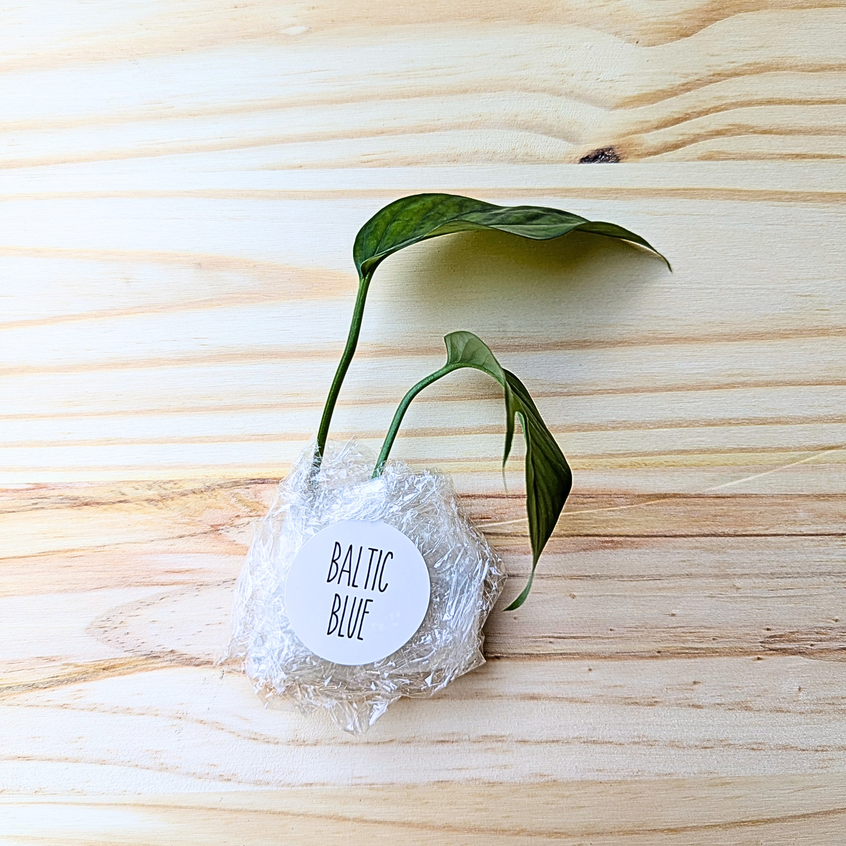 Fresh Baltic Blue Pothos cuttings wrapped for shipping with labeled protective packaging on a light wood background